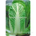 Hybrid Cabbage seeds for growing-Beijing New No.3